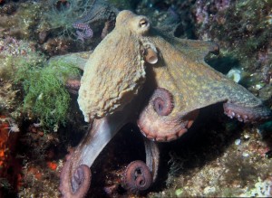 Octopus_vulgaris
