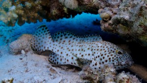 Epinephelus tauvina